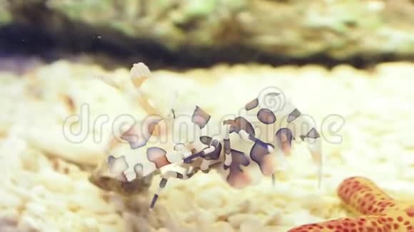 斑节虾是在热带印度洋太平洋珊瑚礁发现的一种咸水虾视频的预览图