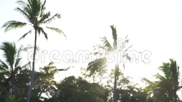 澳大利亚夕阳中背光的椰子树视频的预览图