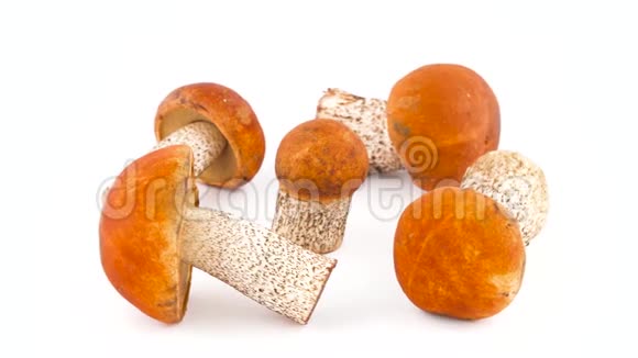 五种不同的红帽森林蘑菇慢慢旋转在转盘上隔离在白色背景上关闭视频的预览图