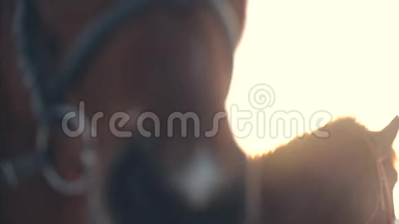 背景模糊马与骑手和冬季日落特写冬天骑着漂亮的马速度慢视频的预览图