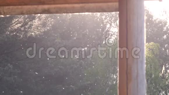 杨树绒毛漂浮在空气中夏季阳光照射在模糊的树木背景上慢动作4k视频视频的预览图