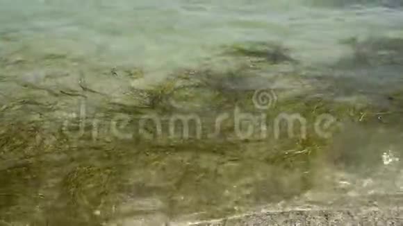 黑海沿岸水中的海藻视频的预览图