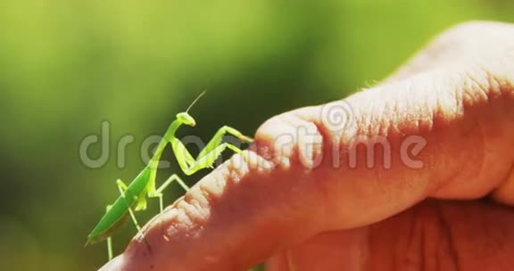 在手上祈祷螳螂视频的预览图