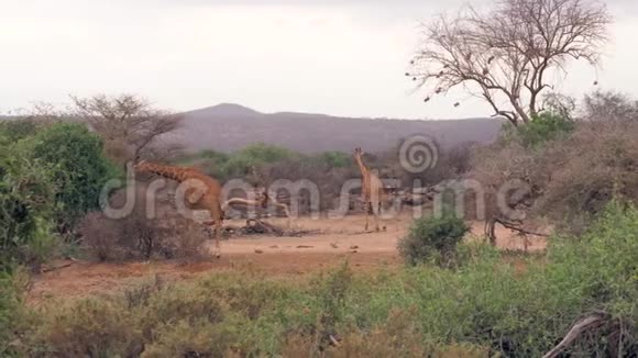 长颈鹿在旱季从非洲大草原的灌木丛中吃绿叶视频的预览图