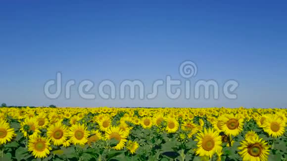 巨大的向日葵标题农业作物背景视频的预览图