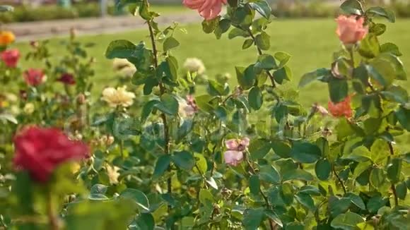 秋天公园的玫瑰在风中摇曳视频的预览图