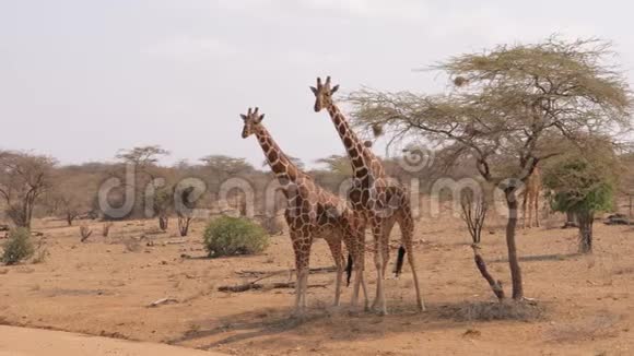 非洲长颈鹿表现出温柔和爱互相摩擦脖子视频的预览图