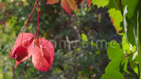 弗吉尼亚的红叶在风中摇摆视频的预览图
