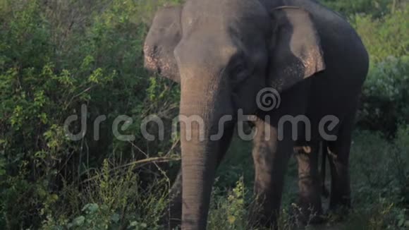 美丽的大象站在绿草中有动物的影子视频的预览图