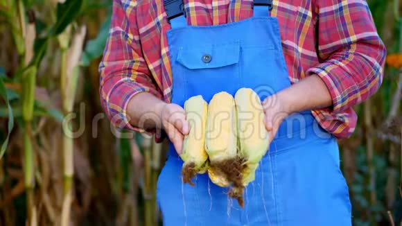 农夫的双手握着几只玉米芯农夫穿着格子衬衫和蓝色工作服背景是视频的预览图