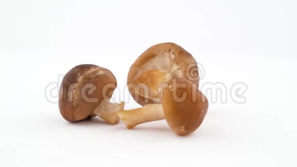 三个香菇在白色背景上隔离的转盘上旋转快关门视频的预览图