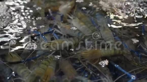 淡水小龙虾在水中流动的背景视频的预览图
