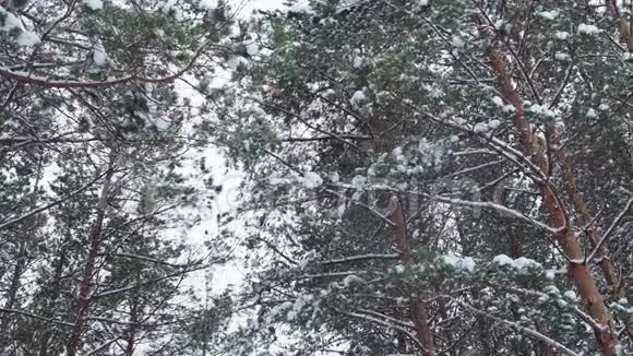在冬天的下午松树的枝条顶着天空视频的预览图
