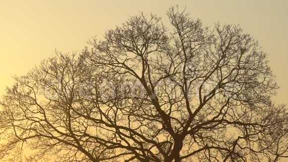 轮廓雄伟的树黄昏时有田园诗般的日落天空背景晴朗日出时深色树枝剪影视频的预览图