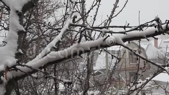 雪落在树枝上视频的预览图