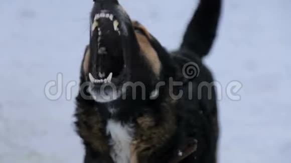 吠声激怒了户外愤怒的狗这条狗看起来咄咄逼人很危险愤怒的狗愤怒而又好斗的狗在美国视频的预览图