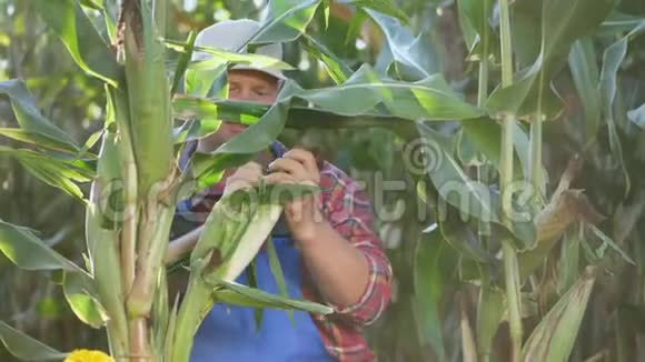 农民穿着格子衬衫检查玉米芯在阳光明媚的夏日检查他的田地里的玉米质量背景资料视频的预览图