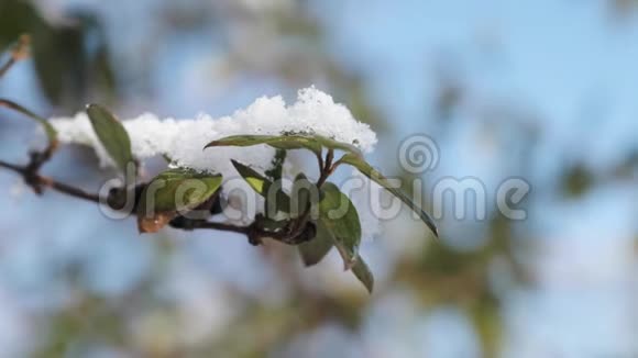 白雪覆盖蓝天的绿叶视频的预览图