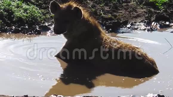 坦桑尼亚在恩杜图发现了Hyena视频的预览图