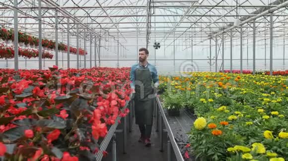 工人在花盆里散步农业工程师在温室工作视频的预览图