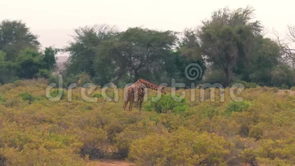 长颈鹿穿过非洲大草原的灌木丛来到一棵大灌木丛中觅食视频的预览图