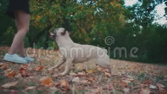 年轻的黑发女子与法国斗牛犬在秋天公园散步视频的预览图