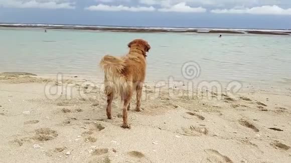 一只金色的拉布拉多犬站在海洋的沙质海岸上摇着它的尾巴然后向水中行驶并架起桥梁视频的预览图