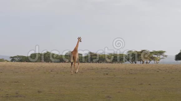 非洲长颈鹿在炎热的草原上到相思树的远处视频的预览图