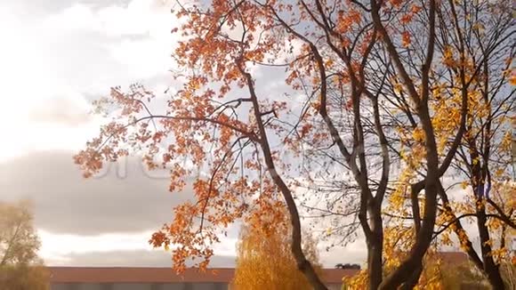秋天公园背景上美丽的秋树金色的叶子慢动作风景视频的预览图