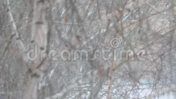 大雪树木背景下的暴风雪视频的预览图