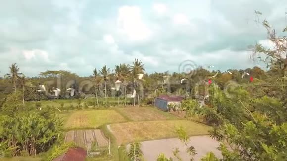 成群的白鹭飞过稻田空中电影4K印度尼西亚巴厘视频的预览图