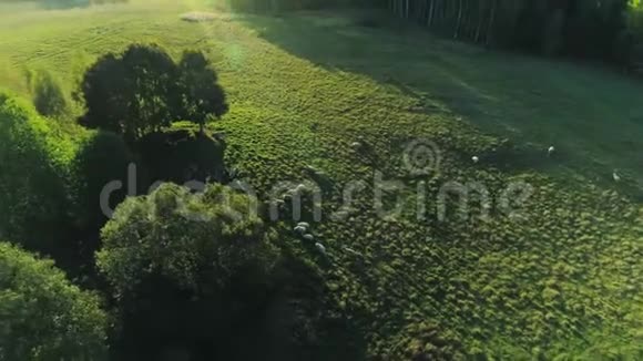 立陶宛大自然阳光明媚的夏日里的绵羊视频的预览图