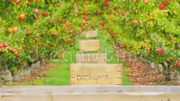 果园里苹果树和木桶的翻拍镜头视频的预览图