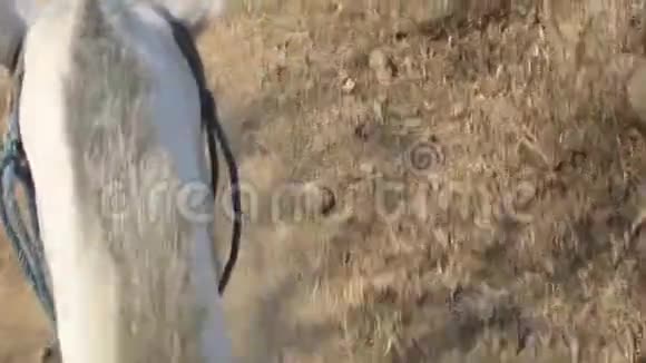 马从他的背部看头视频的预览图