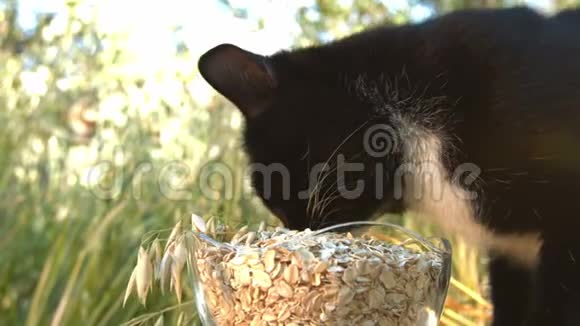 猫和燕麦片在自然界视频的预览图