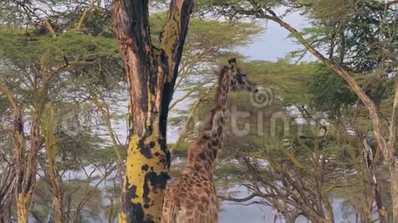 非洲长颈鹿走在绿树冠下视频的预览图
