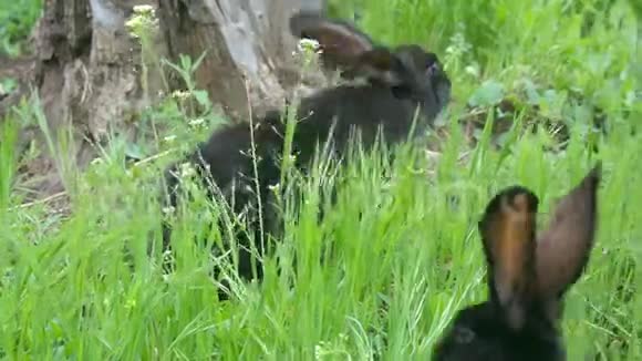 一对黑兔子在树桩附近的草地上吃草视频的预览图