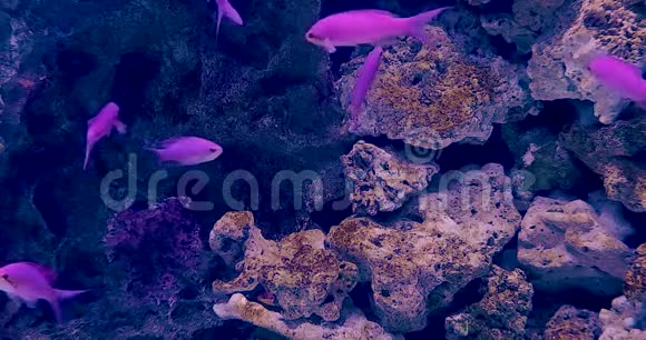 水族馆中的热带礁鱼鲨鱼和水生植物视频的预览图