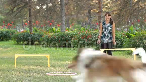 狗追逐球视频的预览图