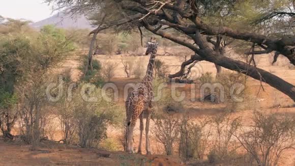 年轻的非洲长颈鹿靠近绿叶灌木吃它视频的预览图