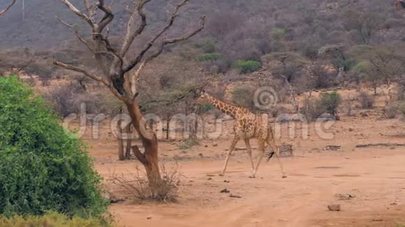 年轻的非洲长颈鹿走在保留地桑布鲁的红色道路上视频的预览图