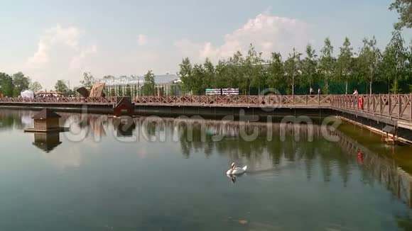城市池塘上的白色和黑色天鹅有一座鸟舍视频的预览图