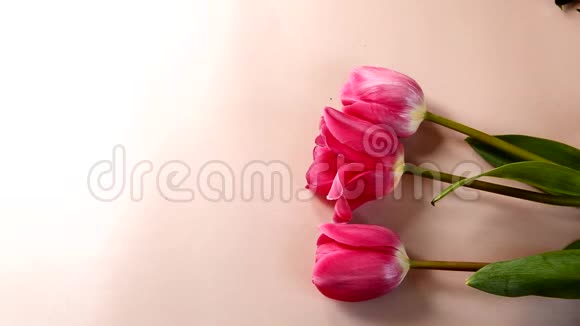 平躺着粉红色的背景美丽的红色郁金香花卉销售概念视频的预览图