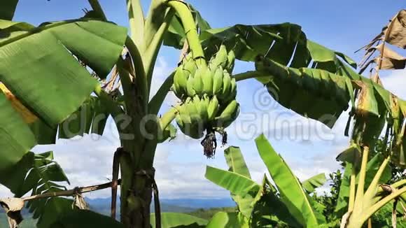 香蕉棕榈树视频的预览图