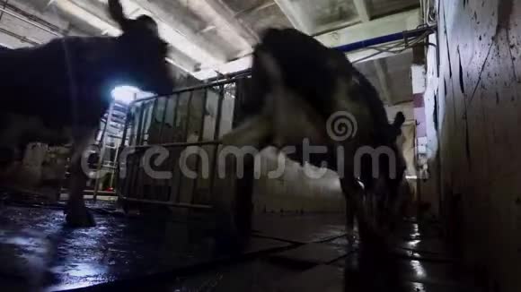 奶牛沿着谷仓的大厅奔跑视频的预览图