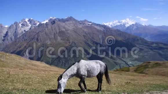 在高山草地上放牧的马视频的预览图