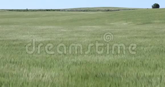 在风中荡漾的燕麦视频的预览图