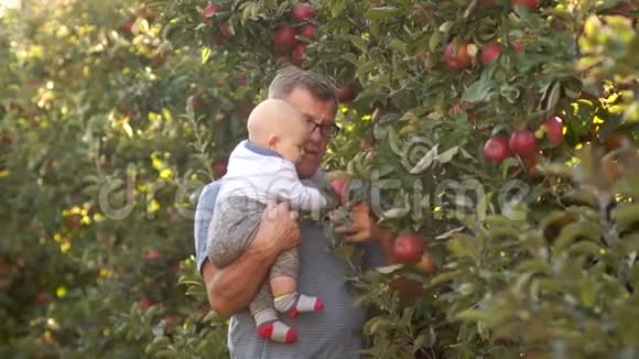 孩子和爷爷在苹果园散步男孩看到树叶抓起它临近树木成熟的红色视频的预览图