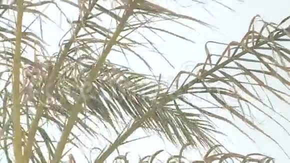 黄色和疲惫的棕榈叶的特写视频的预览图
