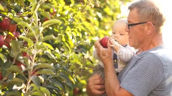 一位有爱心的祖父和他的孙子在苹果园散步显示宝宝红熟苹果幸福的家庭村庄视频的预览图